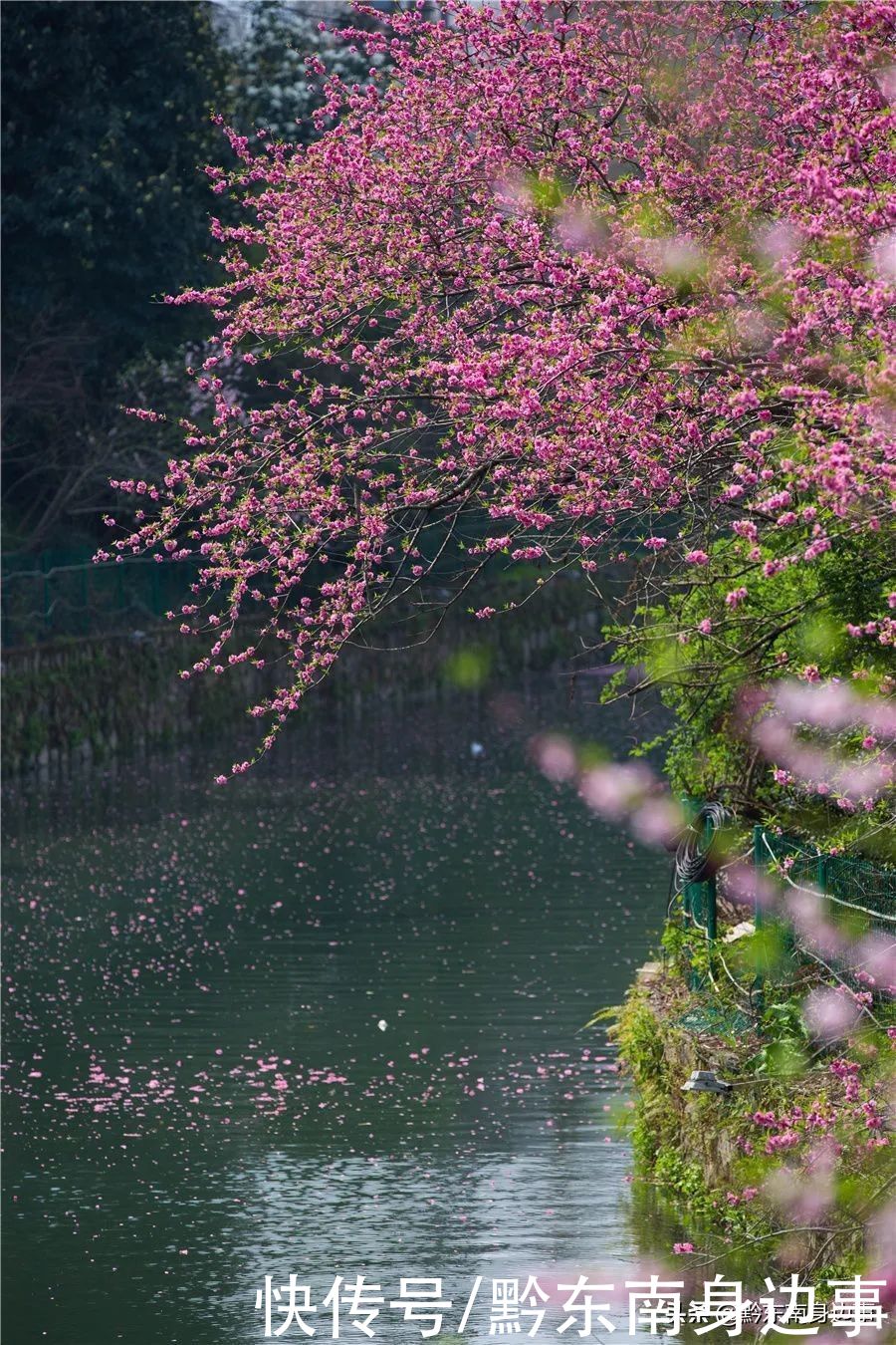 剑河：春暖花竞放 惹人醉芬芳