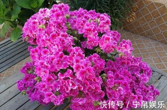 德利|1种花“人人爱”,耐旱好养,新手也能花开成球,一开300天!