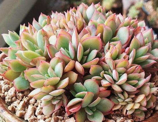 超详细多肉浇水大全