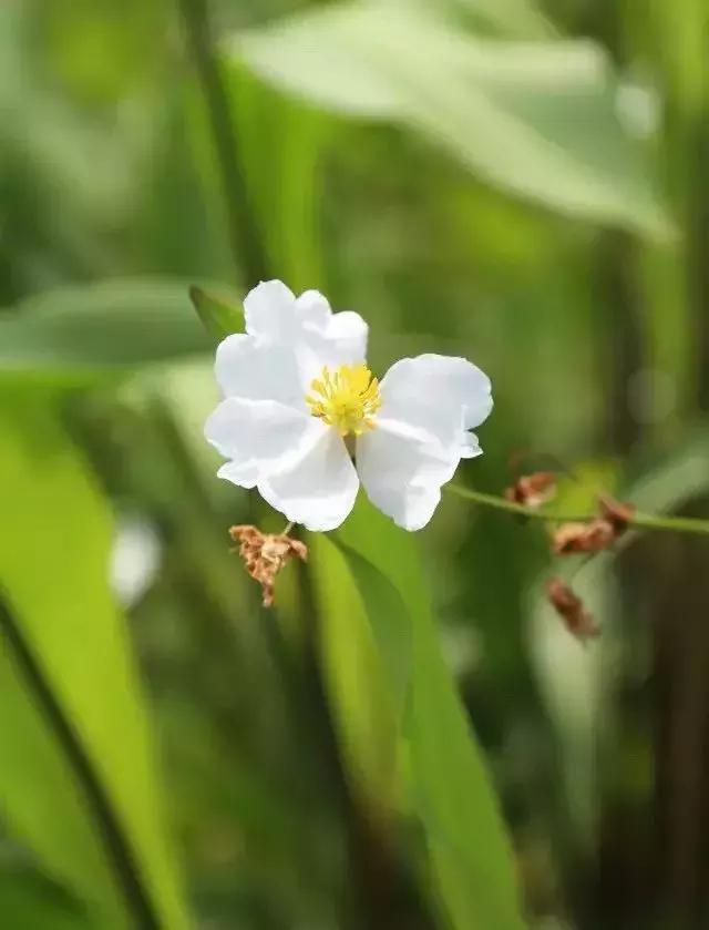 普洱茶|夏天泡脚，养生效果杠杠的！只需5分钟，祛湿又助眠