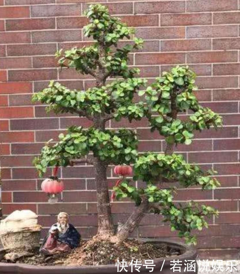 养金枝玉叶盆景,要舍得修剪枝条,株型才能越来越美观