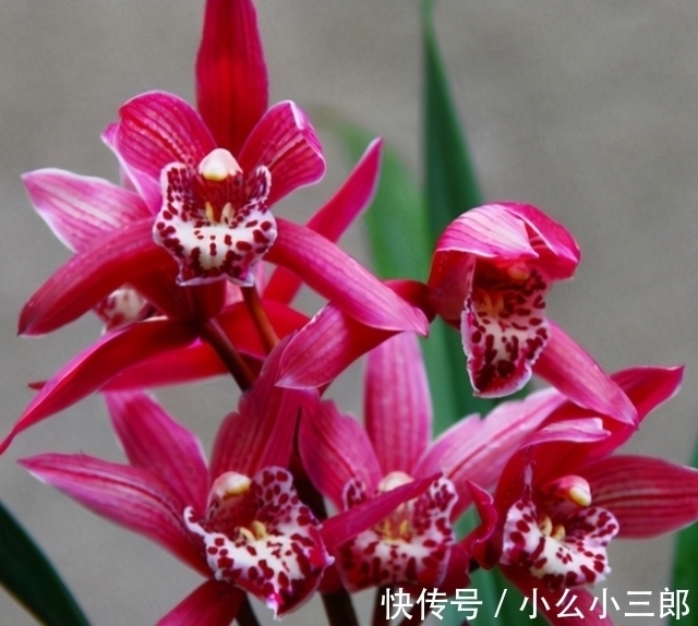 建兰四季兰|它被誉为“香花之王”,顶级红素,兰香四溢,花开后又仙又美