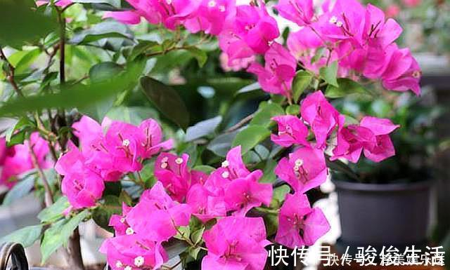 肥料|养三角梅,学会此“绝技”,想让它啥时候开花,任由你控制