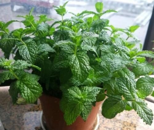 阳台适合养3种花,人养花,花也养人,解毒败火,家家必备!