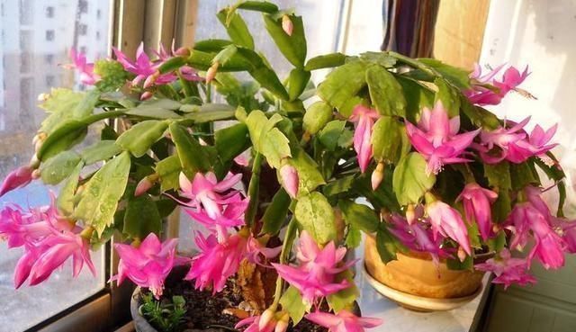 给蟹爪兰浇水，没抓住“关键点”，蟹爪兰养不好，浇了也“白浇”