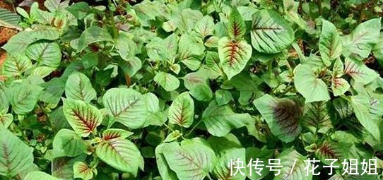 红叶子|同样是苋菜，为何有“红叶”和“绿叶”老菜农区别大，别买错！