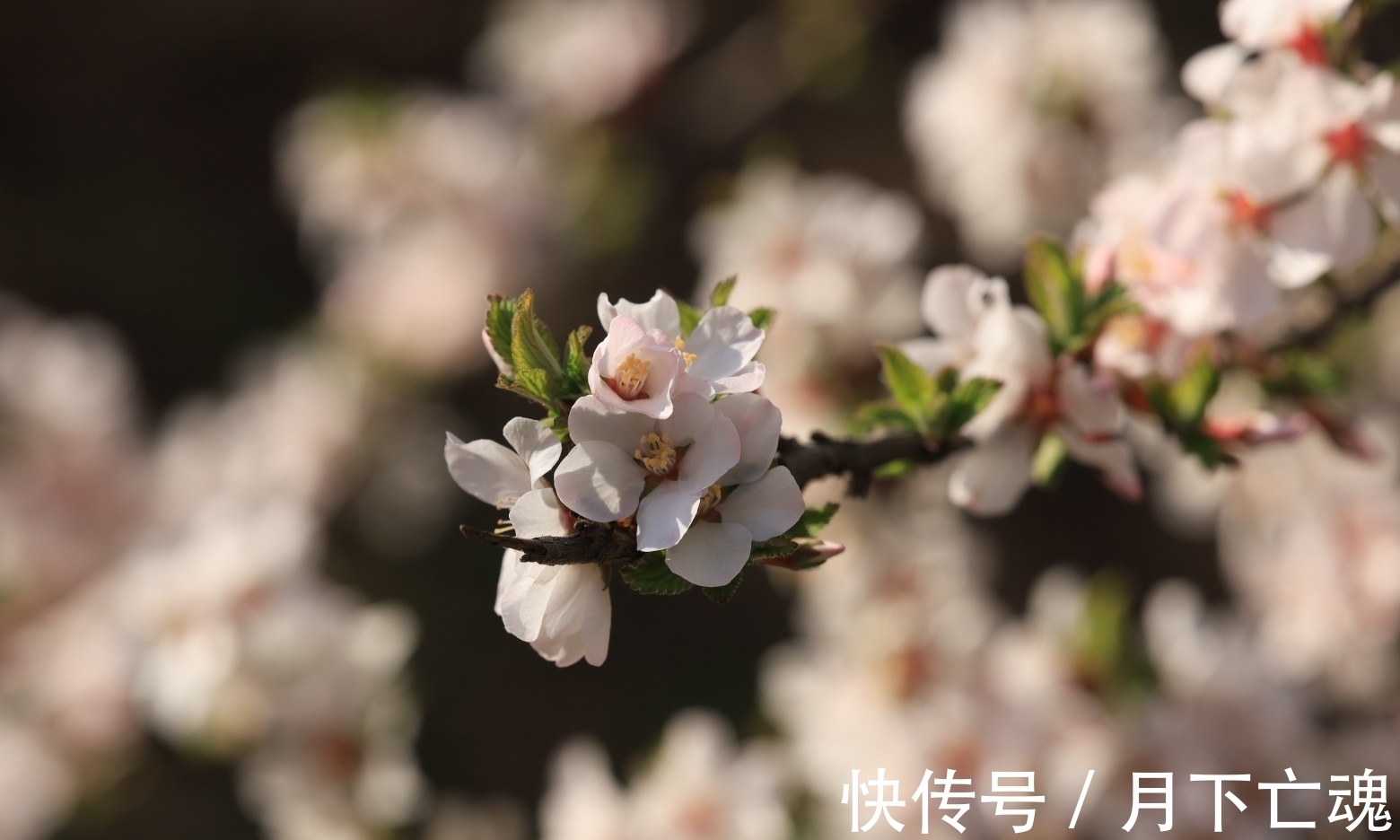 巨蟹|2周内,桃花铺地,爱情降临,再度破冰,邂逅挚爱,牵手共度余生