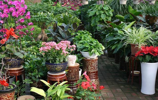 养花别只是浇水,花都浇死了,老花农教你1诀窍,随便养花都爆盆