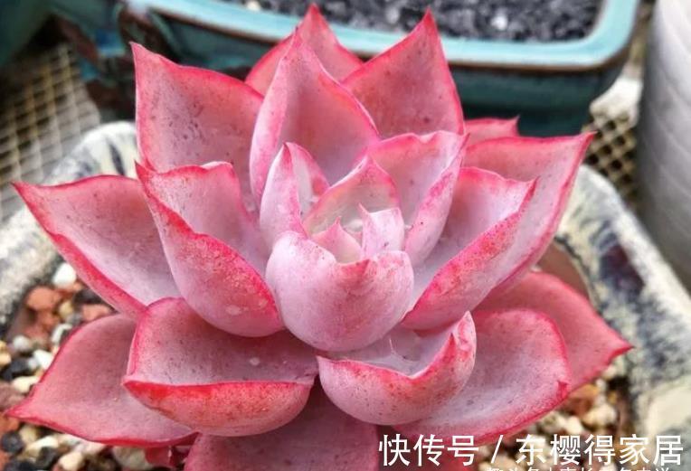 发芽|有人说多肉叶插发芽以后要及时晒太阳,为啥我的叶插苗都挂了呢?