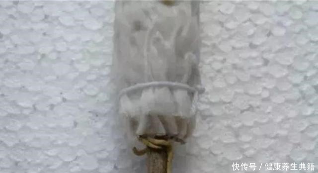 三角梅|养花不生根赶紧塞团卫生纸,大白根蹭蹭冒!养花不生根赶紧塞团卫生纸,大白根蹭蹭冒!