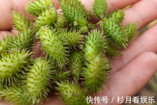 苍耳子|腰疼的人看过来,此物泡水喝腰腿都舒服了,早看早受益!