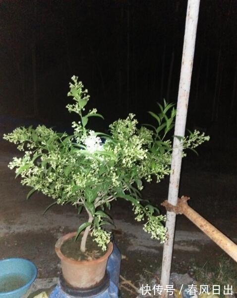 夜兰香|此花能驱蚊，管理比较简单，也容易开花