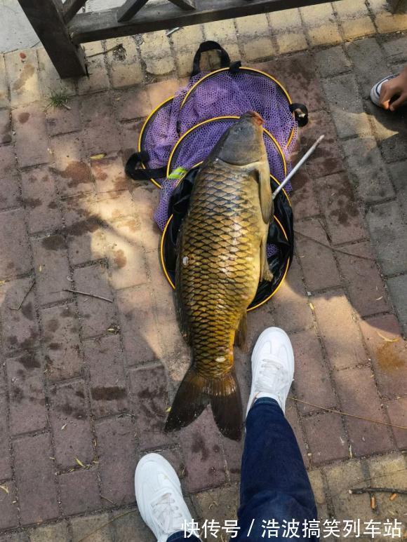 小鲤鱼|秋季野钓鲤鱼攻略,活跃度高吃口狂,新手也能狂拉