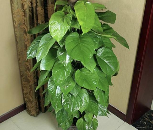 学会在夏天养绿萝，叶片长到“巴掌大”，冒出“小气根”，美！