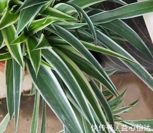 养吊兰,用上这2种小玩意,叶子宽大又绿,蹭蹭长爆盆