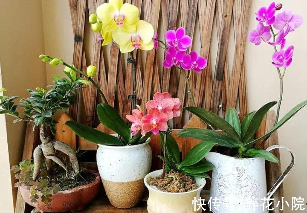 7种漂亮花,家里阳光少也能养,光照太强反而长不好