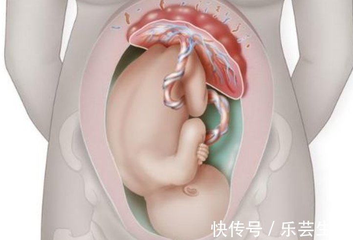 黑市|胎盘在娃出生后完成“使命”,却被成年人盯上,最后胎盘有何归宿