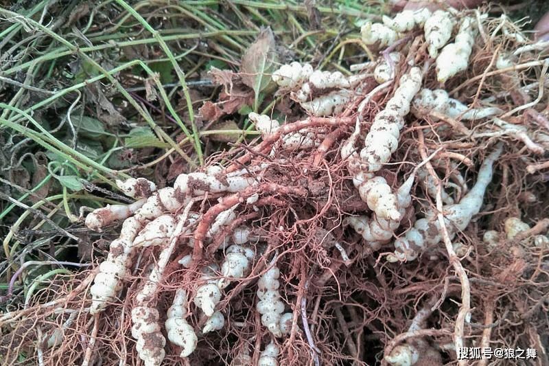 地里1种“蚕宝宝”,是润肺益肾“特效药”,可惜想吃不好找