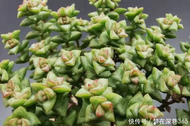 最服5种多肉的求生欲,怎么折腾都不死,你家有同款吗晒晒