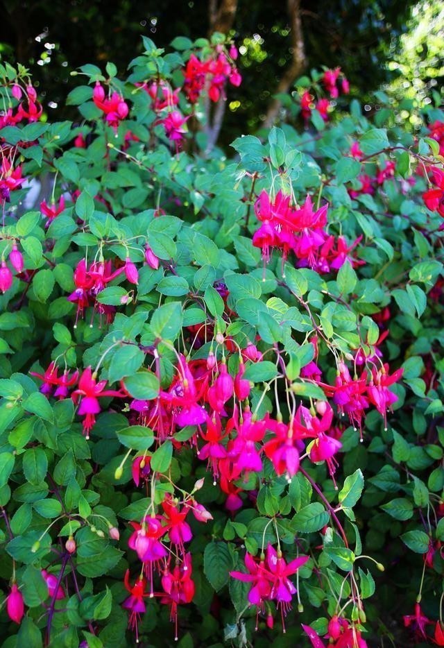 阳台养花蚊子多?自制3种“驱蚊水”,傍晚喷一喷,蚊子不见踪影