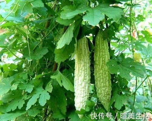 苦瓜|女人不想老得快,脸上爬满皱纹,3种食物,清除自由基,抗衰老