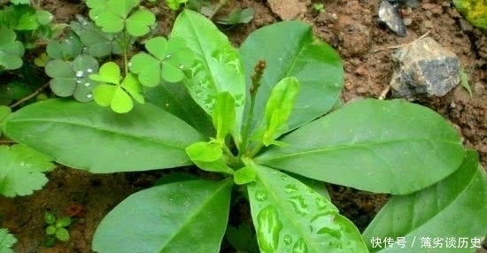 野草|它是农村珍贵的土人参，长在房前屋后，却常被当成野草清除