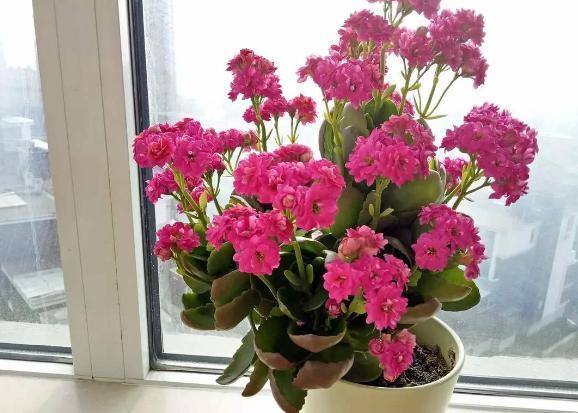 新手|新手花友养长寿花,该牢记哪些才能一年四季开花