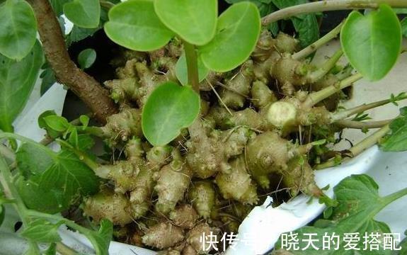 三七皂苷|夏天常用此花泡水喝,头不晕了,血压降了,越喝睡得越香