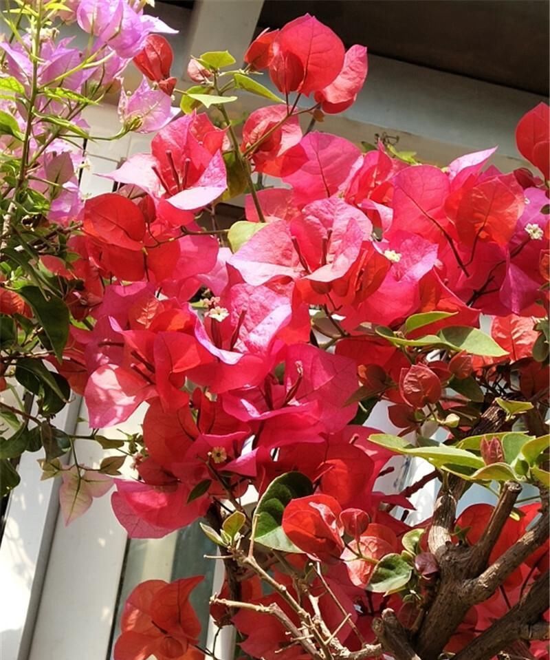 想让三角梅爆花掌握“一少一多”,轻松让它化身开花机器