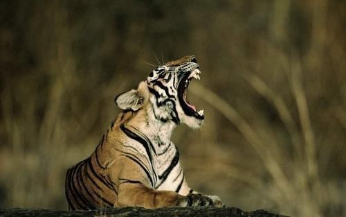 小老虎#俗語“虎生三子,必有一彪”,彪到底是什么,跟老虎有什么關(guān)系?