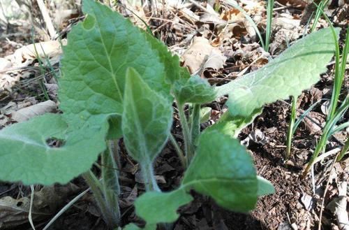 野菜|这野菜根茎形似菠菜，叶子长毛，人称“大耳毛”，可治关节炎