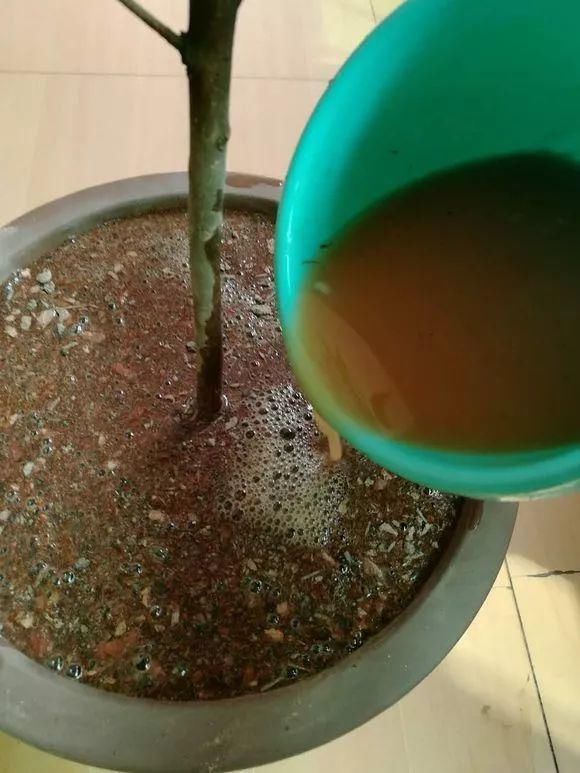 总烂根黄叶,盆里撒一把它,不管多难养,很快能冒芽冒花!