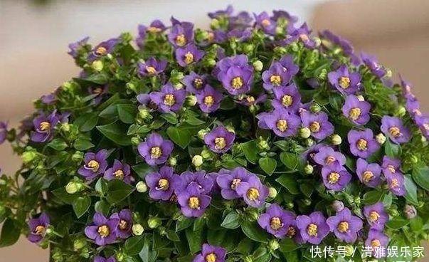 植物|养花不会施肥记住3点就行了，学会了“一生受用”