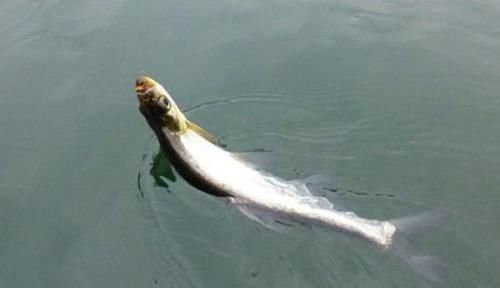 子线|手竿钓翘嘴鱼最佳钓法,当飞铅钓遇上包食钓,半天狂拉十几斤!