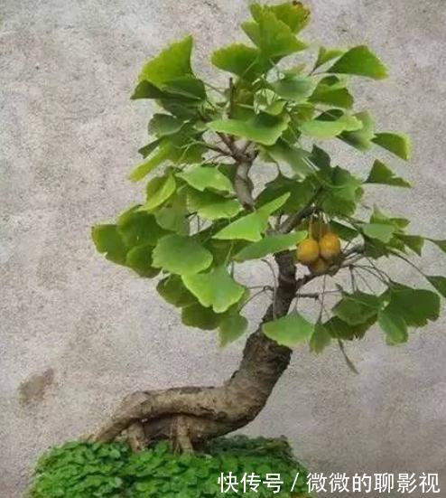 7种“旺宅树”，家有空地建议种一棵，能吃好看，旺财添福寓意好
