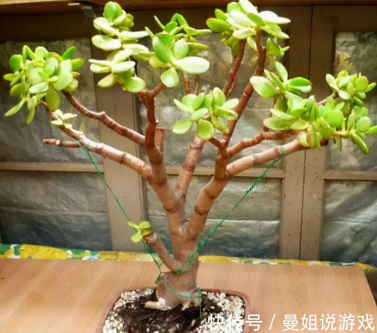 养花|这2种树最耐养,每天剪1刀,土里喂点料,蹭蹭长成小盆景