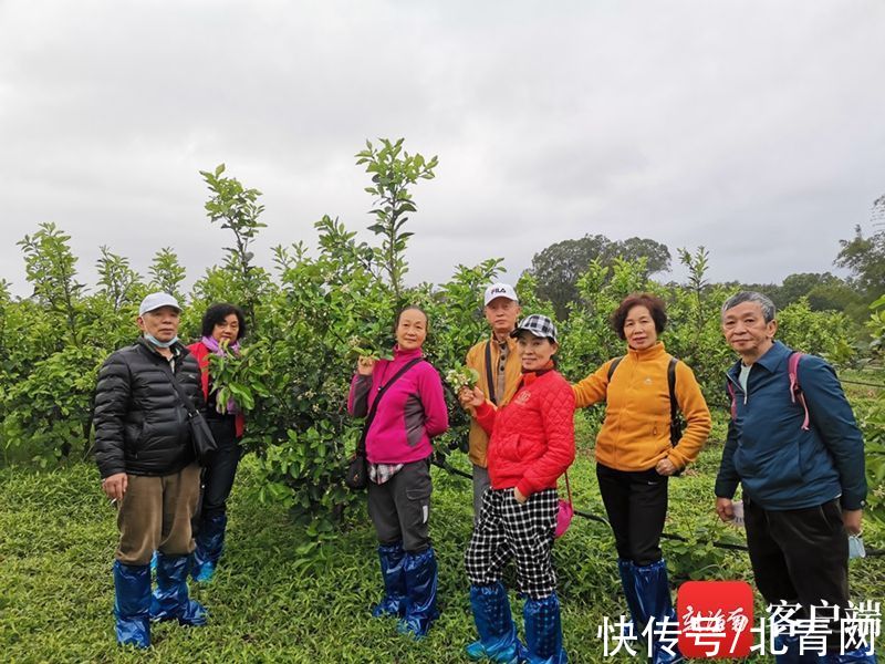 旅游|万亩柚花开 澄迈这家共享农庄成春节旅游热门打卡地