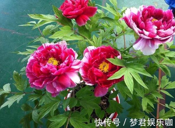 想要在家栽种牡丹花，请牢记3点，花期一到阳台、庭院成花海