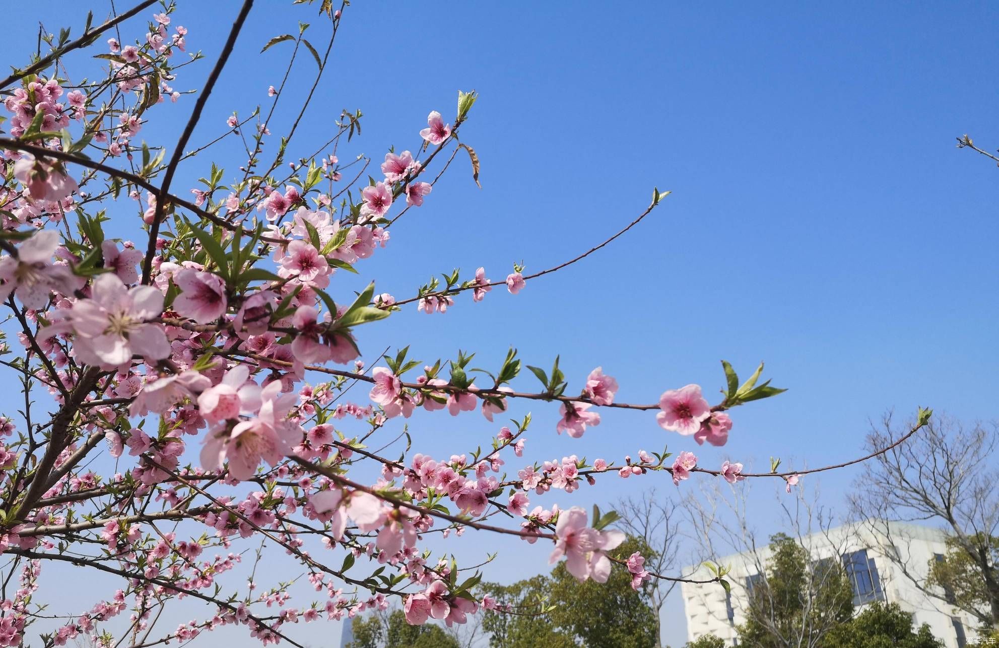 樱满枝头花争艳，顾村公园踏青赏花