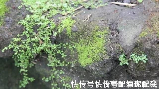 啤酒!他用酸奶、啤酒、苔藓把动物养在墙上,14天后的画面让人惊讶