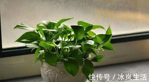 花盆|五种浇水方法，家里没人也不怕很好用的回家试试