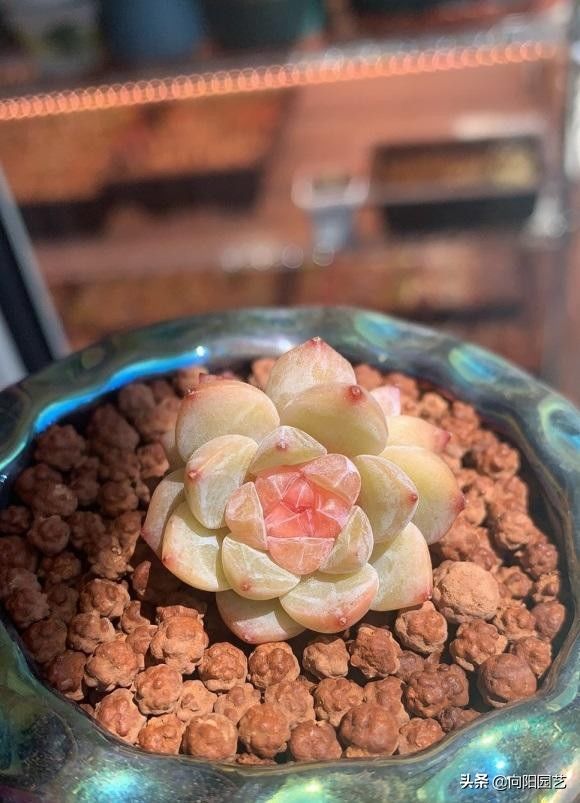 花土|夏日养多肉，明白一个道理，花土越通透，多肉越健康，状态越好