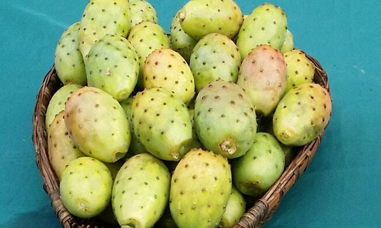 仙人掌不仅能开花,还能结果果实可遇不可求