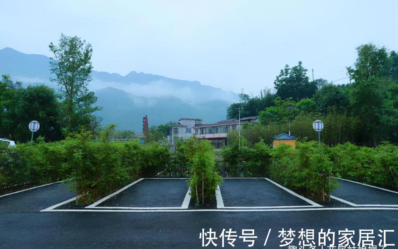 没有院子也能养好竹子,这几种竹子可以做成盆景养在室内