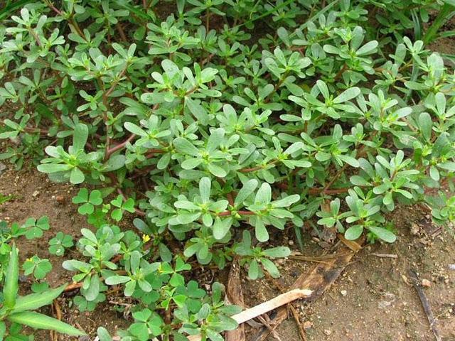 嫁接|农村“除不尽”的杂草，却是治病的“药王”，还能嫁接太阳花