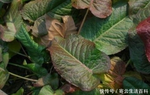 血三七|农村有一种野草,叶子会慢慢的变色,曾经是穷苦人的救命草!