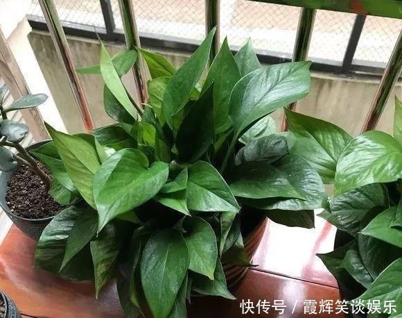 给绿萝“只浇水”永远也养不好！用上3种肥料，叶子油绿、向外冒