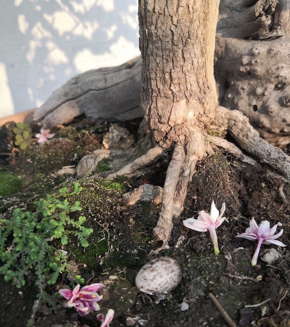 满园|茉莉花养成“老桩”,1次开花上百朵,满园花香,技巧有4个