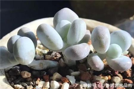 多肉十大美人,太阳一晒脸就红,胖成球的最好看!