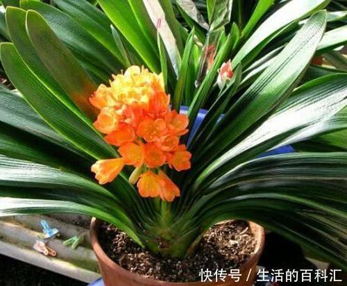 公认的养花万能土,户外挖一些,啥花都喜欢,能省不少钱!